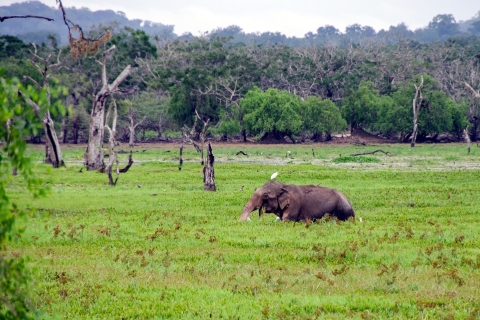 Tag mit Elefanten im Udawalawe National Park & Transit Camp