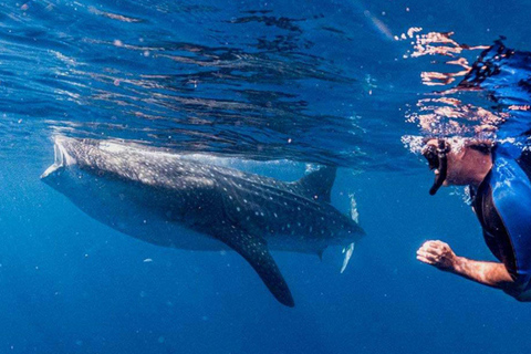 Cancun: Whale Shark Swim and Isla Mujeres Snorkeling Tour