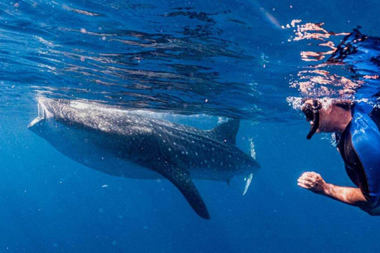 Cancun: Whale Shark Swim and Isla Mujeres Snorkeling Tour
