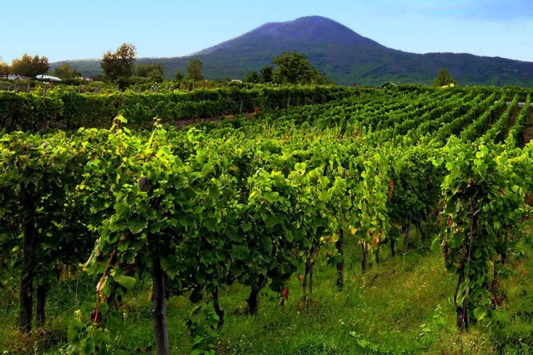 Visite privée du guide officiel de Pompéi et expérience dans les vignoblesBateau de croisière - Visite privée et vignoble de Pompéi