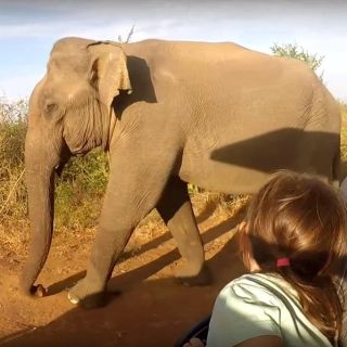 Bentota: 2-Day Elephant, Rainforest, and Village Tour