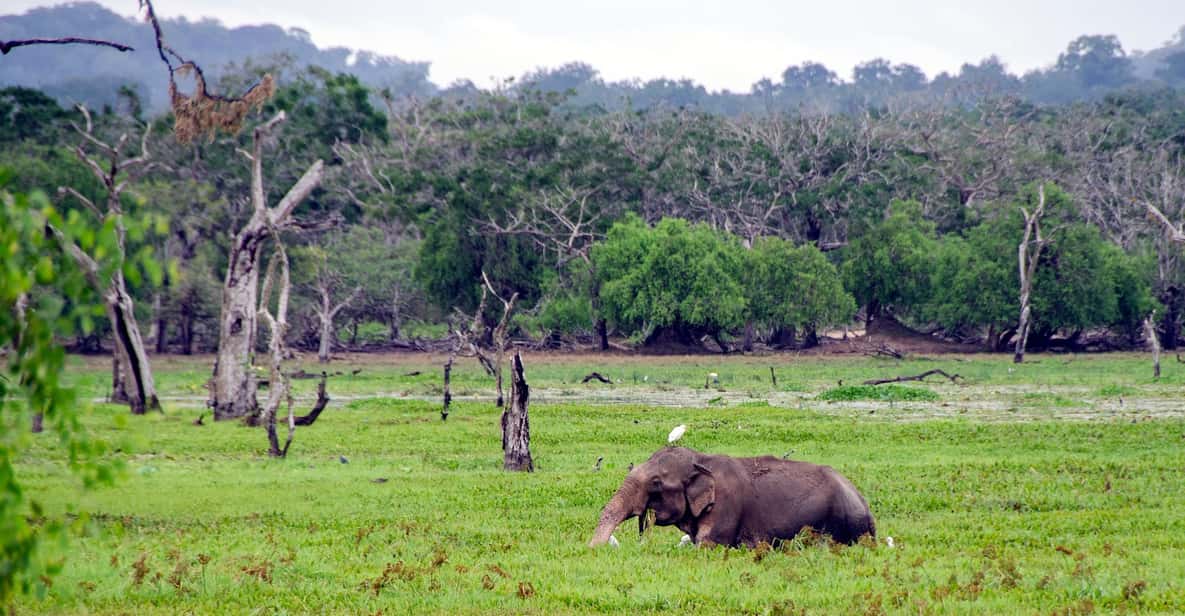 Sri Lanka: 7-day Island Highlights Tour