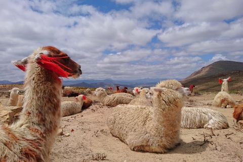 Z Arequipy: 2-dniowa wycieczka do Kanionu Colca z transferem do Puno