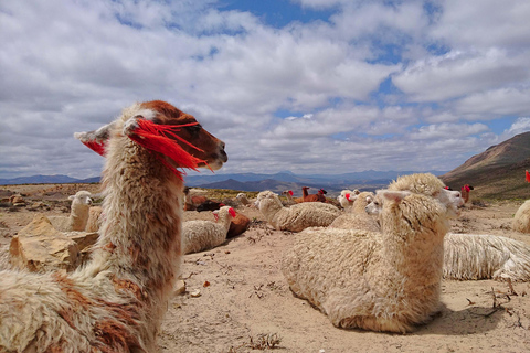 Tour de 1 día al Cañón del Colca