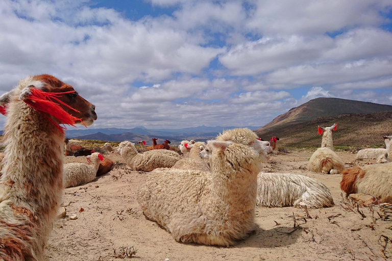 Tour de 1 día al Cañón del Colca