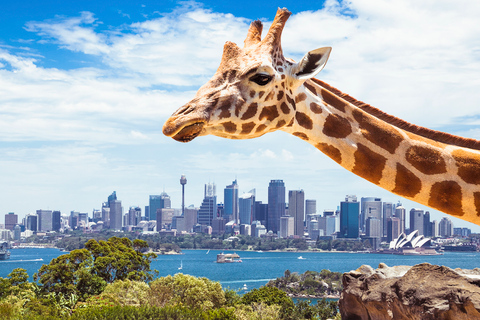 Sydney: Valskådningskryssning och biljett till Taronga Zoo