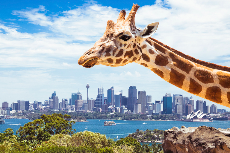 Sydney: Cruzeiro de observação de baleias e ingresso para o zoológico de Taronga