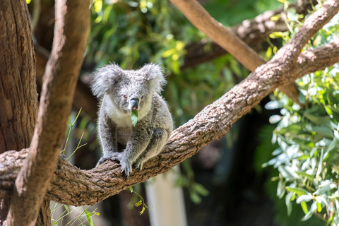 Sydney: Cruzeiro de observação de baleias e ingresso para o zoológico de Taronga