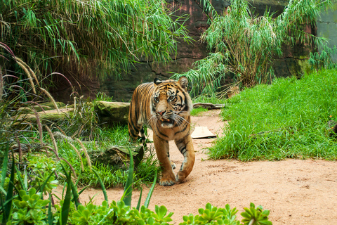 Sydney: Crociera per avvistare le balene e biglietto per lo zoo di Taronga