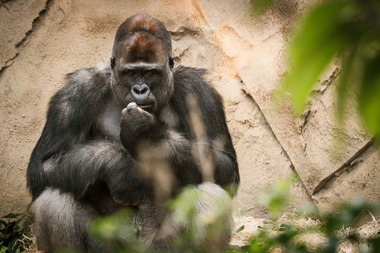 Sydney: Valskådningskryssning och biljett till Taronga Zoo