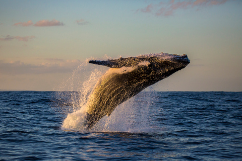 Sydney Whale Watching & Taronga Zoo Cruise Sydney: Taronga Zoo and Whale Watching Cruise