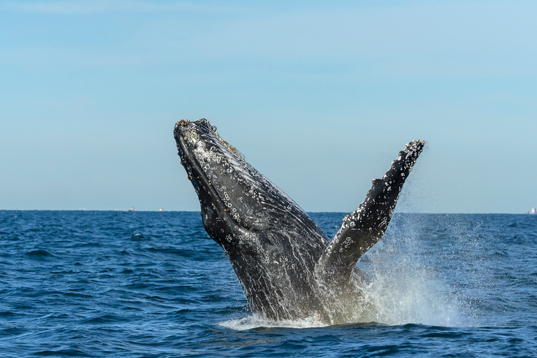 Sydney: Whale Watching Cruise and Taronga Zoo Ticket