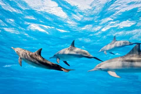 kangaroo island 2hour dolphin seal and snorkeling tour