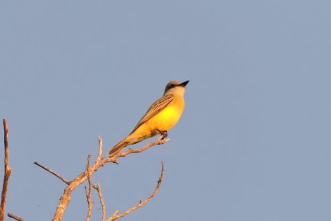 Playa del Carmen: Private Morning Birdwatching Tour