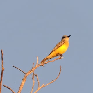 Riviera Maya: Morning Birdwatching Tour and Muyil Ruins
