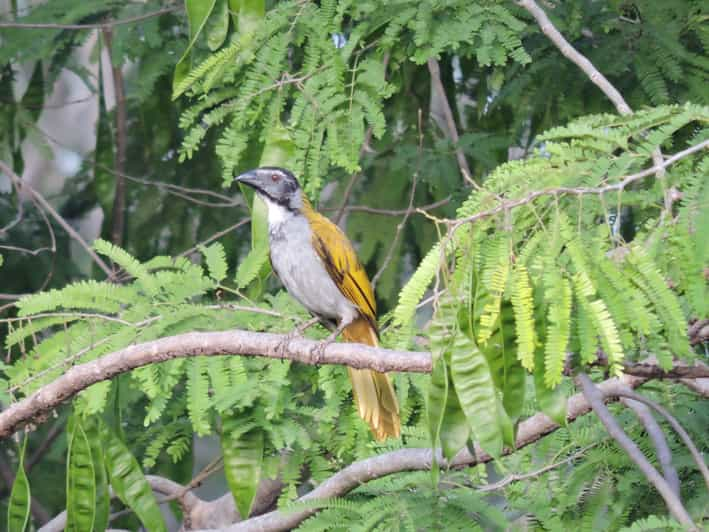 bird watching playa del carmen