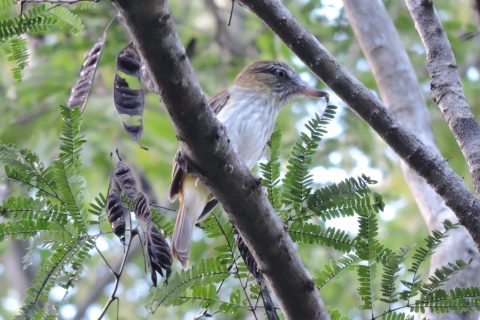 Cancun: Prywatna wycieczka z obserwacją ptaków