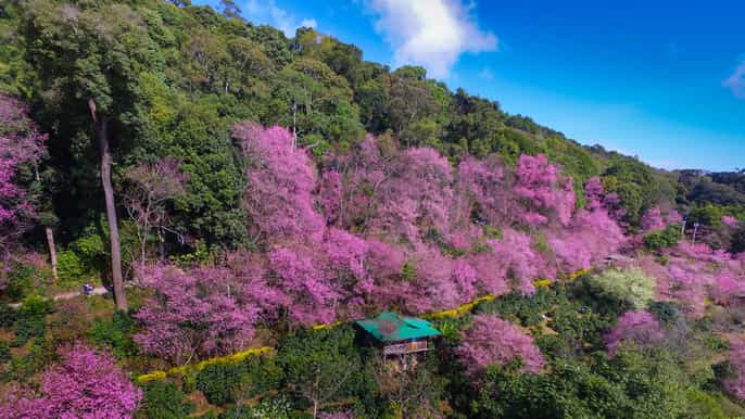 chiang mai fullday hiking tour by trailhead
