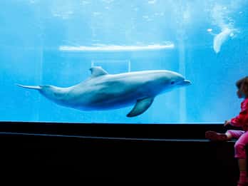 Aquarium Genua: Ticket ohne Anstehen an der Kasse Aquarium Genua: Ticket ohne Anstehen an der Kasse