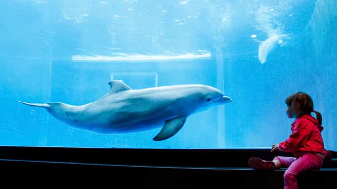 aquarium of genoa skiptheline open ticket