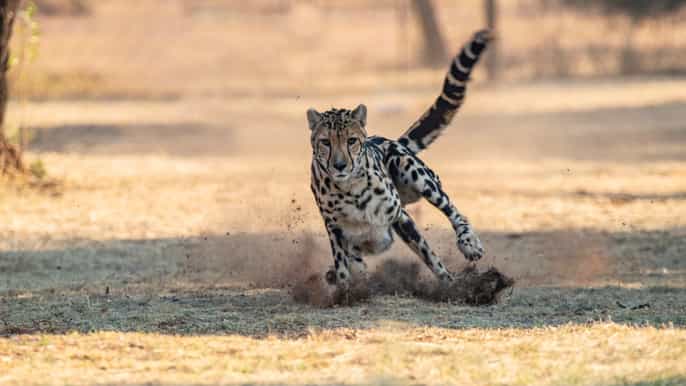 pretória cheetah run e excursão guiada de 15 horas
