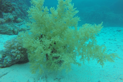 Van Hurghada: Shore Diving met hoteltransfersVan Soma Bay: Shore Diving