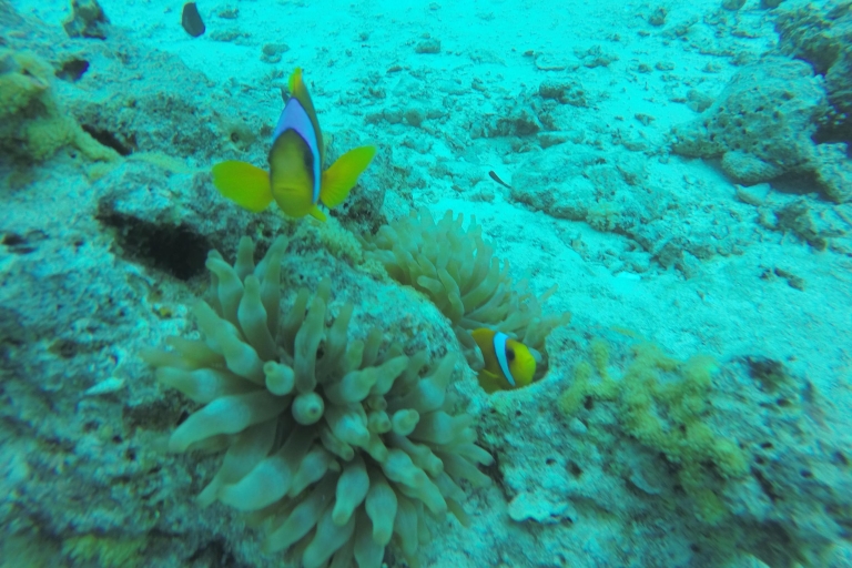 Depuis Hurghada: plongée à terre avec transferts depuis l'hôtelDepuis Hurghada: plongée sous-marine