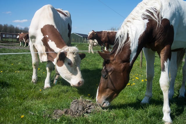 Amsterdam: Excursión rural de un día