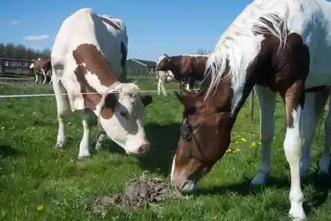 Amsterdã: excursão rural de dia inteiro
