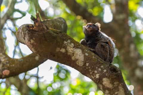 Tijuca National Park, Rio de Janeiro - Book Tickets & Tours | GetYourGuide