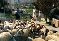 From Tel Aviv, Jerusalem, Bethlehem, & Dead Sea Private Tour - Hizvo