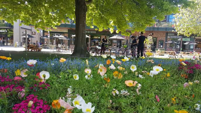 christchurch 2hour city cycle tour