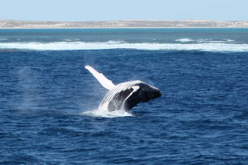 whale tour coral bay