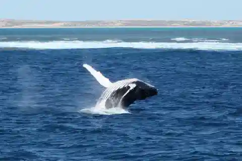 Bahía de Coral: Experiencia de 3 horas de avistamiento de ballenas