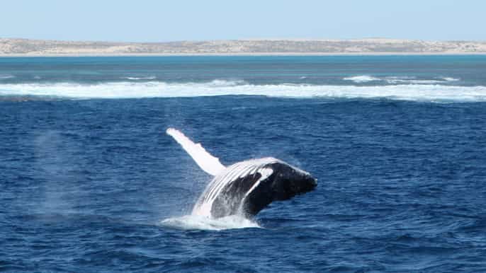 coral bay 3hour whale watching experience