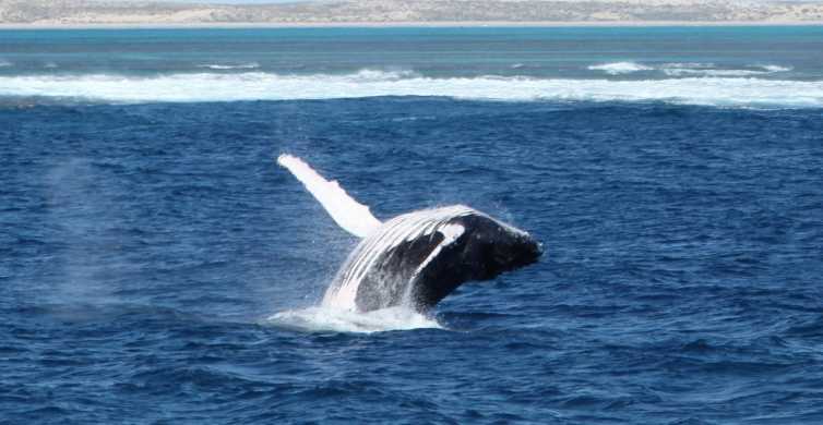 Coral Bay 3 Hour Whale Watching Experience
