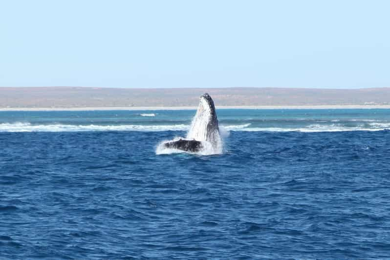 Coral Bay : Expérience De 3 Heures D'observation Des Baleines ...