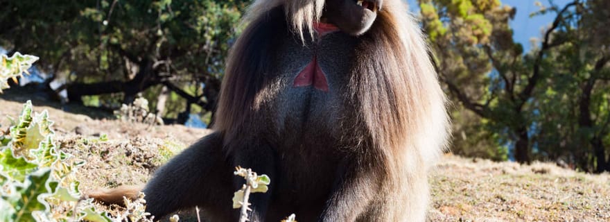 Parc national des montagnes du Simien : Randonnée d'une journée entière
