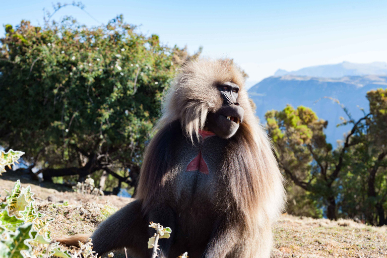 Simien Mountains National Park: Ganztageswanderung