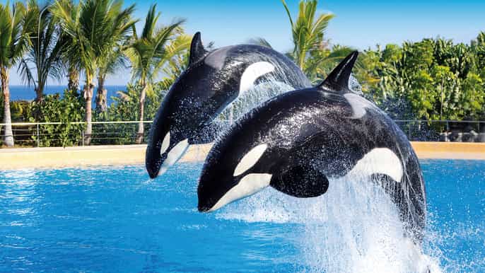 Puerto de la Cruz: combinado para Loro Parque y Siam Park