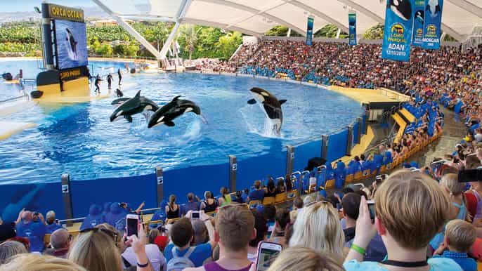 loro parque ingresso esclusivo pranzo e tour premium