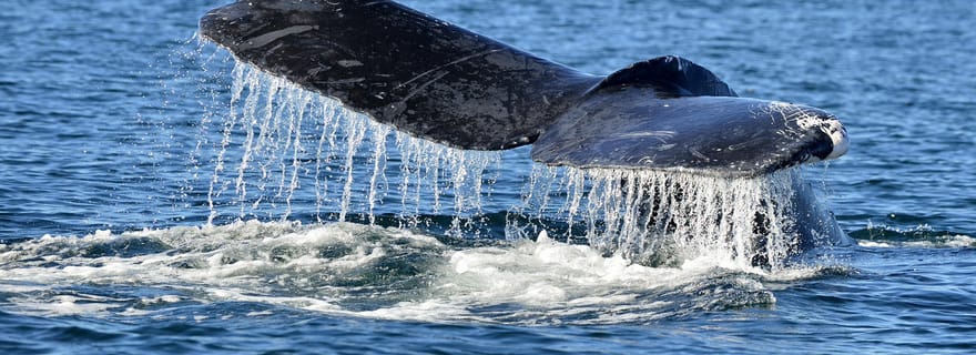 Trincomalee : Safari aux baleines et aux dauphins avec des guides experts