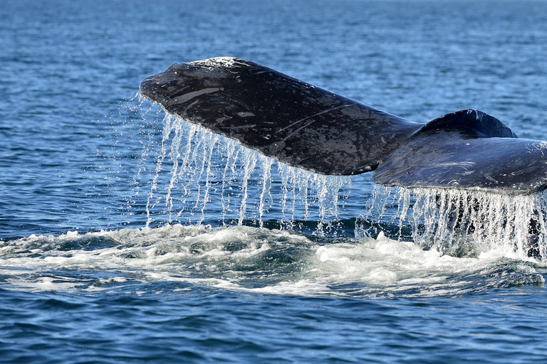 Trincomalee: Tour Safari delle balene e dei delfini con guide esperteTrincomalee: Tour safari con balene e delfini con guide esperte