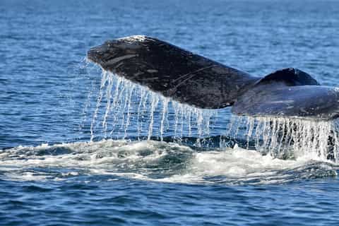 Trincomalee: Whale and Dolphin Watching Tour