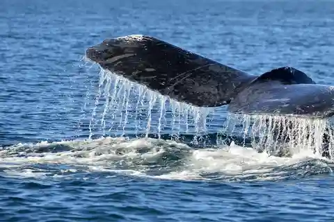 Trincomalee: Excursión Safari de ballenas y delfines con guías expertos