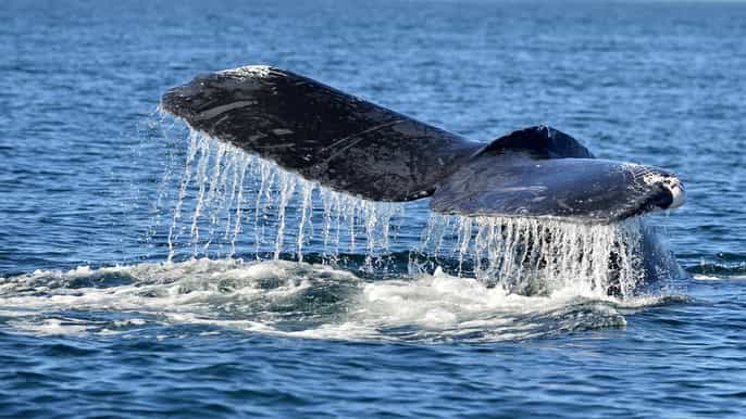 trincomalee whale and dolphin watching tour