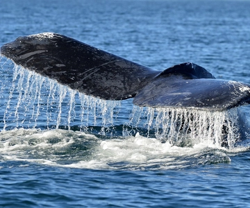 Trincomalee: Whale and Dolphin Watching Tour