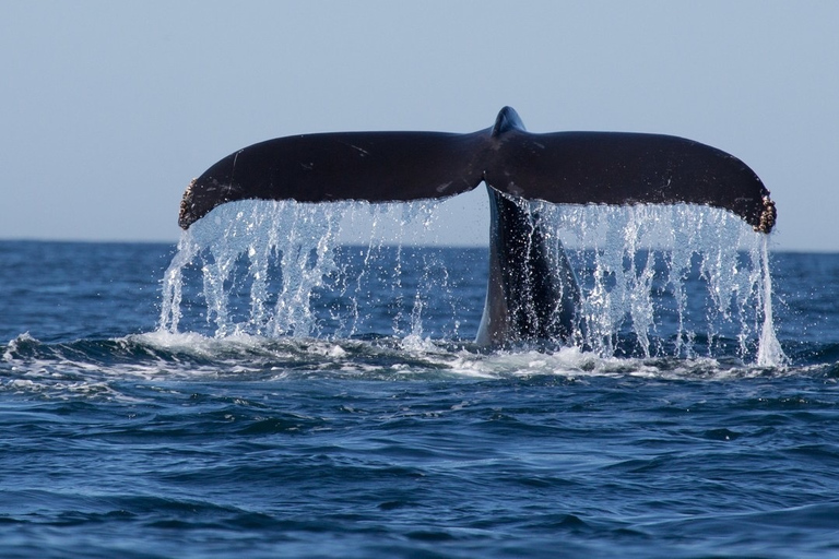 Trincomalee: Tour Safari delle balene e dei delfini con guide esperteTrincomalee: Tour safari con balene e delfini con guide esperte