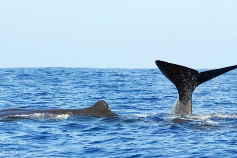 Trincomalee: Tour Safari delle balene e dei delfini con guide esperteTrincomalee: Tour safari con balene e delfini con guide esperte