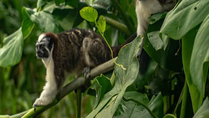 panama city panama canal eco cruise and embera village tour